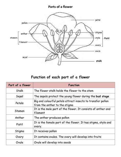 Parts of a Flower and Their Functions (With Diagram).